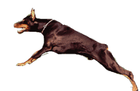 Doberman uaf dem Weg zur Tierpensiom-Austria