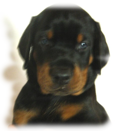 Dobermann-Welpe 01