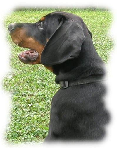 Dobermann-Welpe 02