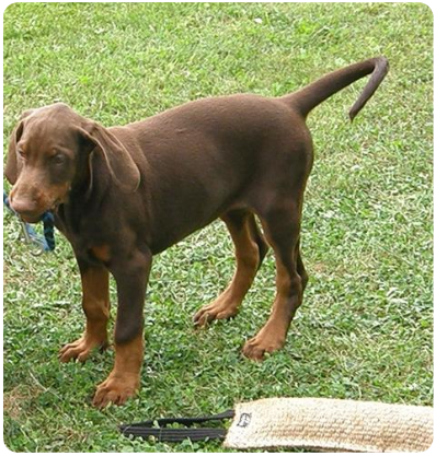 Dobermann-Welpe 04