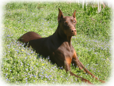 Braunes Dobermann Weibchen