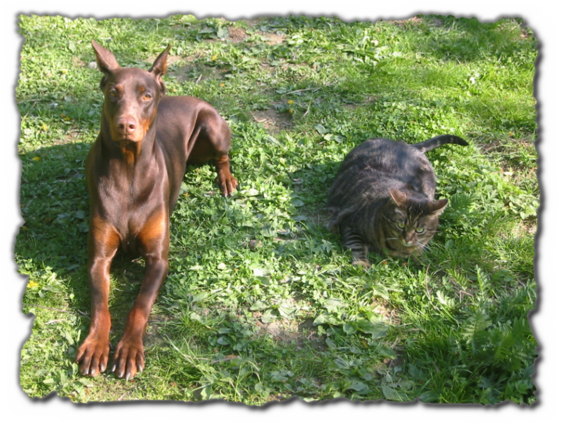 Ich bin Tessa, die Dobermannhünding und Liebling der Tierpension